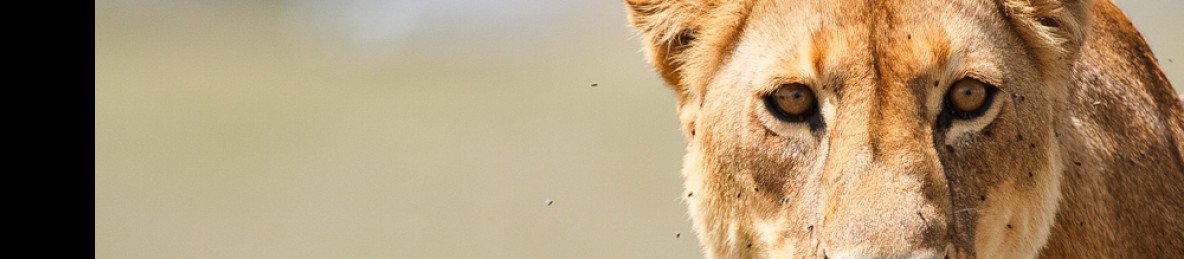 5-Day Tarangire, Ngoroongoro & Manyara Adventure