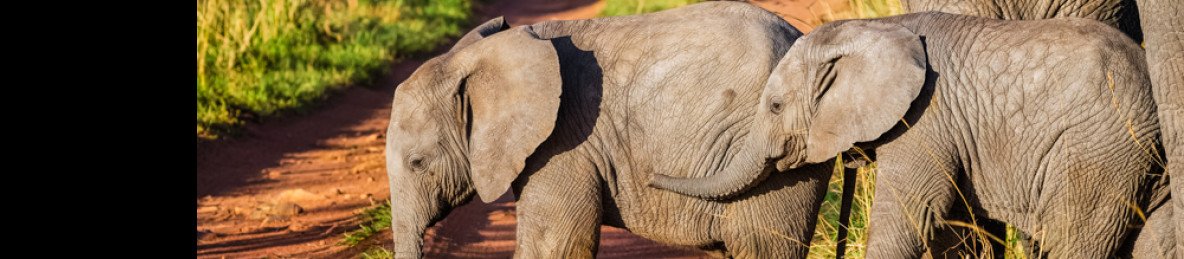 6-Day Private Big 5 Mid Range Tour in Tanzania