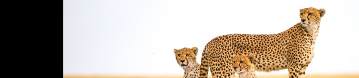 4-Day Tanzania Express Safari – Best for First-Timers