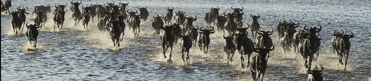 8-Day Mid-Luxury Ndutu Migration Footsteps Dec - April