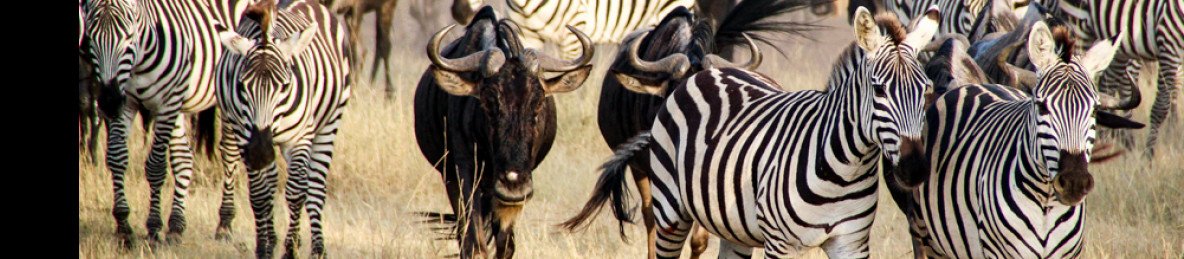 7-Day Private Journey Through Serengeti & Beyond
