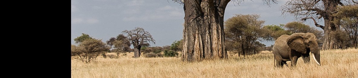 6-Day Comfort Serengeti Safari Experience