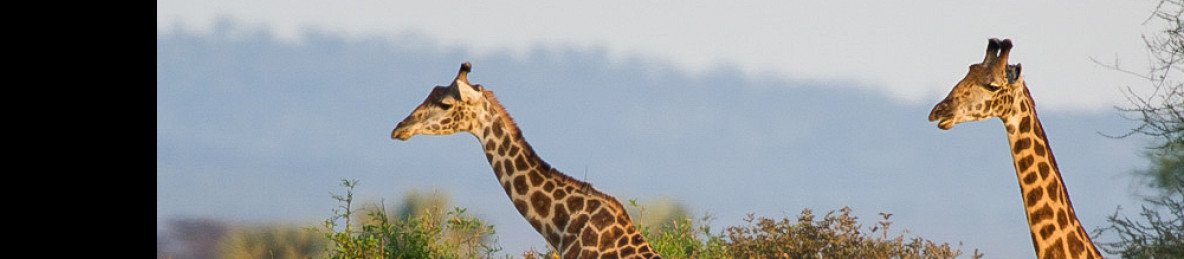 5-Day Serengeti, Ngorongoro and Tarangire Safari