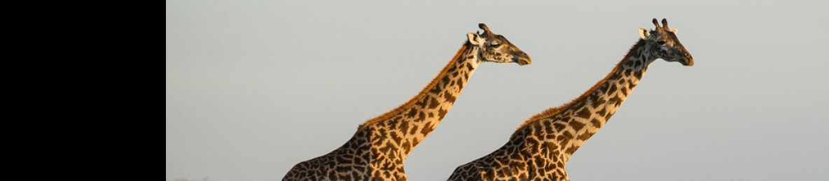 5-Day Comfort Wildlife Safari