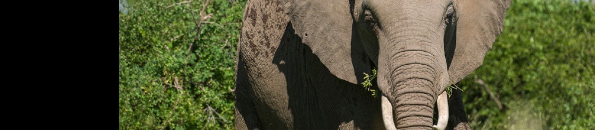 5-Day Tarangire, Serengeti, Ngorongor& Manyara Journey