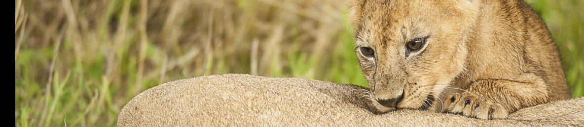 1-Day Flying Zanzibar to Mikumi NP, Full Day Game Drive