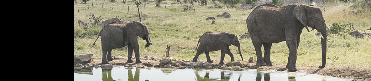 6-Day Tanzania Expedition Safari- Luxury Tour
