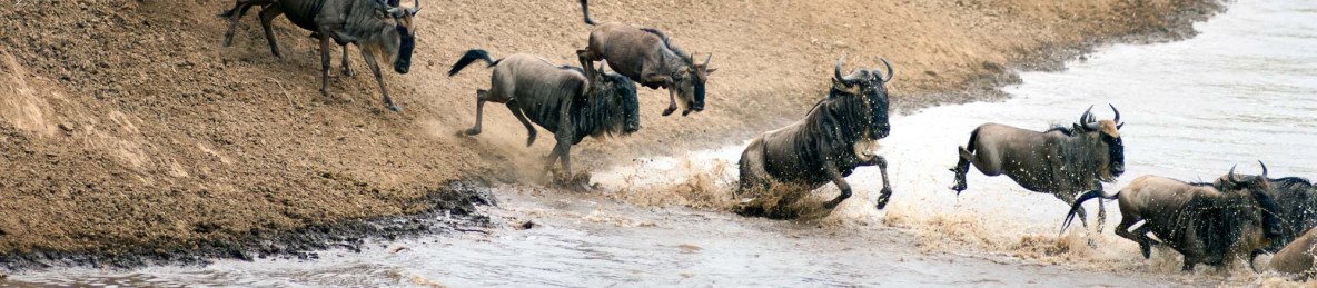 8-Day Western Serengeti Wildebeests Migration May-July