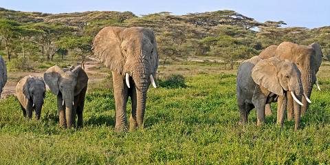 Safari Haven Tarangire Camp