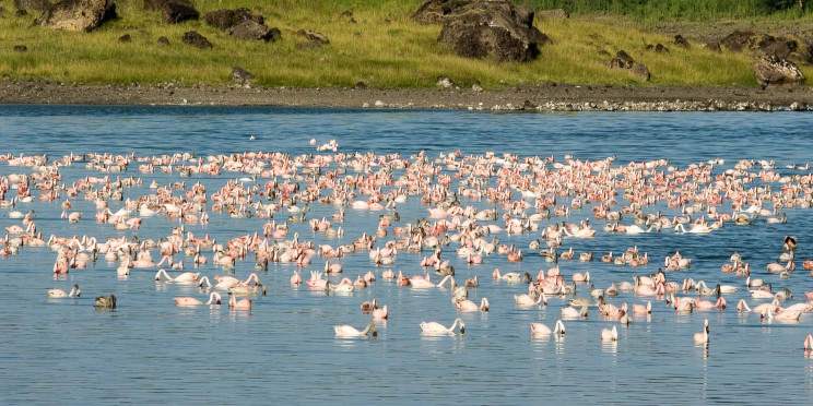 4-Day Luxury Tour Lake Manyara / Serengeti / Ngorongoro