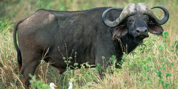 5-Day Tarangire, Serengeti and Crater Luxury Safari