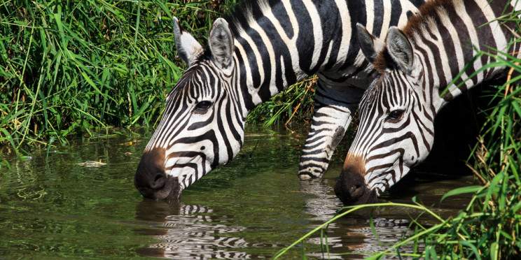 20-Day Classic Grand Kenya and Tanzania Expedition