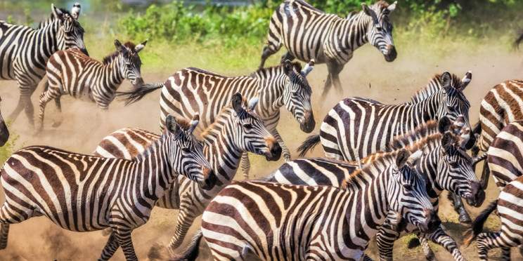 5-Day Ndutu Spectacular Migration Dec-Apr