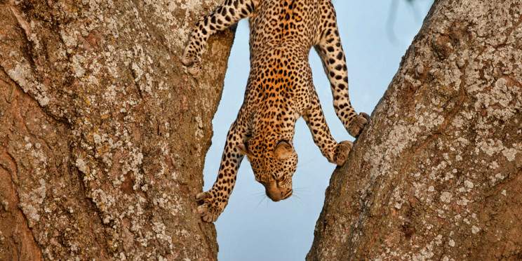 2-Day Fly in & Fly out Safari from Zanzibar to Serengeti