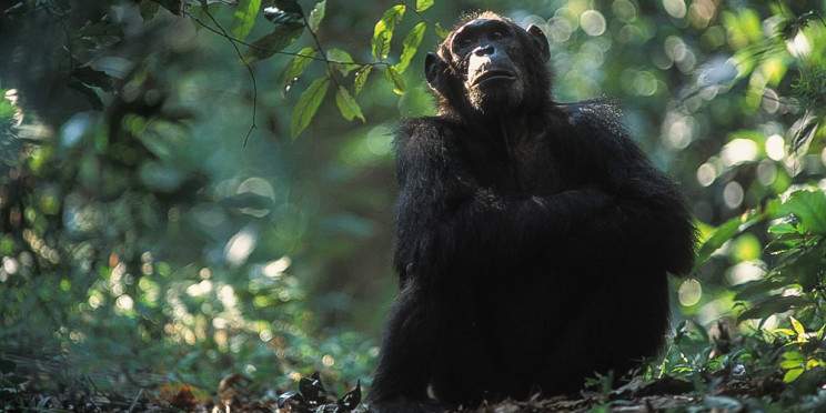 9-Day Luxury Western Tanzania Chimp Trekking and Safari