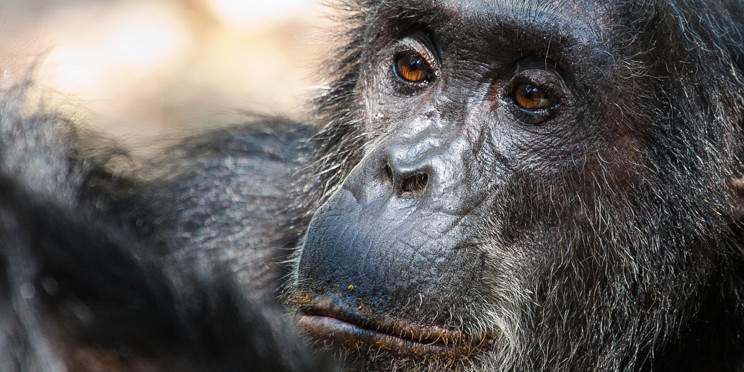 4-Day Chimpanzee Trekking