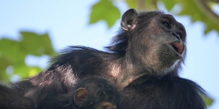 4-Day Chimpanzee Trekking Adventure Gombe National Park