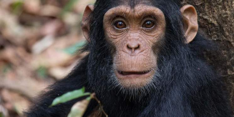 4-Day Chimpanzee Wilderness Adventure