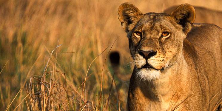 7-Day Africa Wildlife and Cultural Luxury Safari
