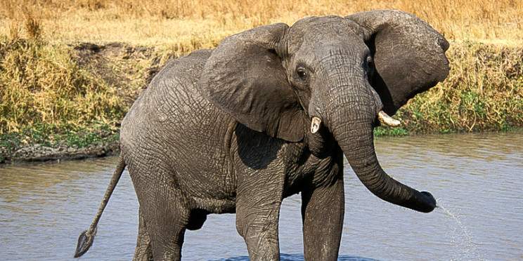 3-Day Luxury Tarangire, Ngorongoro & Manyara Tour