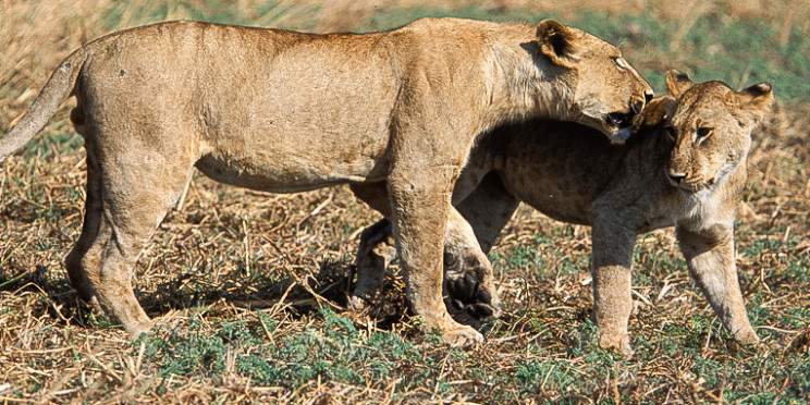 4-Day Fly-in Safari from Zanzibar - Arusha to Serengeti