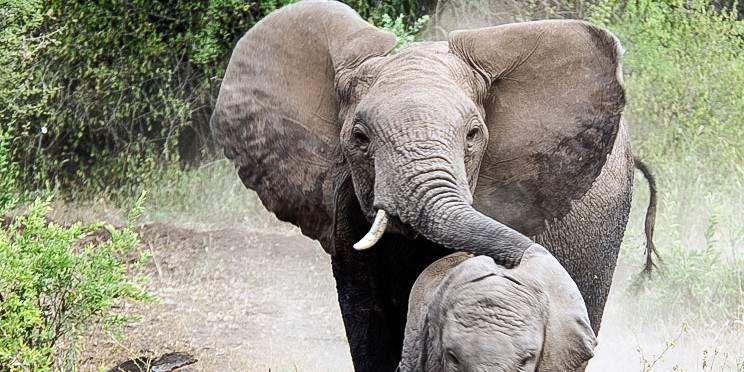 6-Day Big Five Safari, Materuni Waterfalls & Coffee Tour