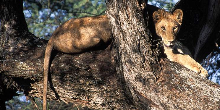 3-Day Selous (Nyerere NP) Boat & Game Drive