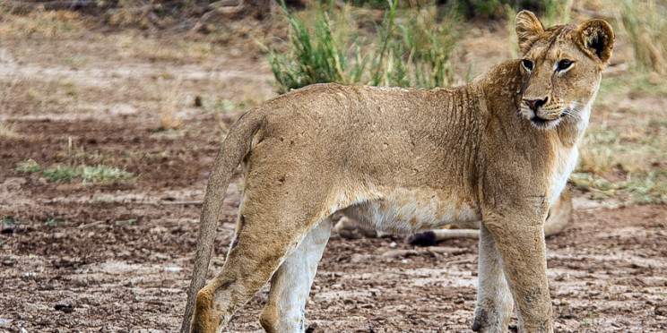 4-Day Wildebeests Migration Calving Period