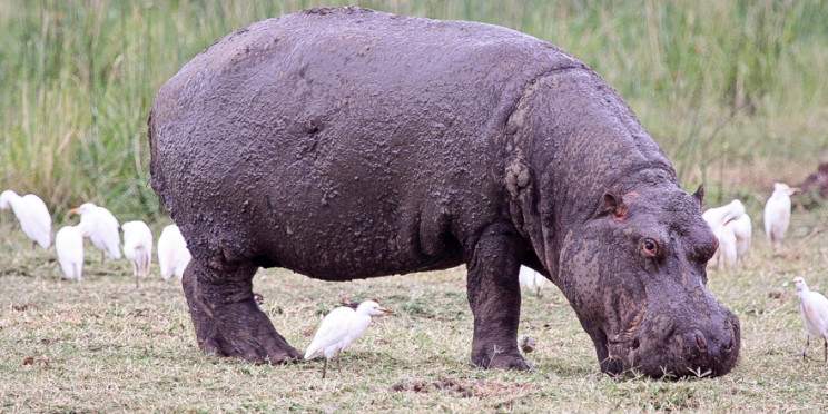 6-Day Arusha NP, Tarangire, Ngorongoro & Manyara Safari