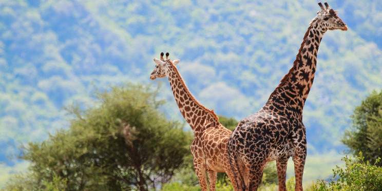 4-Day Ngorongoro, Tarangire and Materuni Comfort Safari