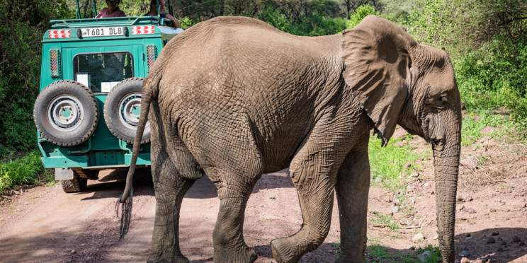 8-Day Southern Tanzania Safari (Mikumi, Nyerere, Ruaha)