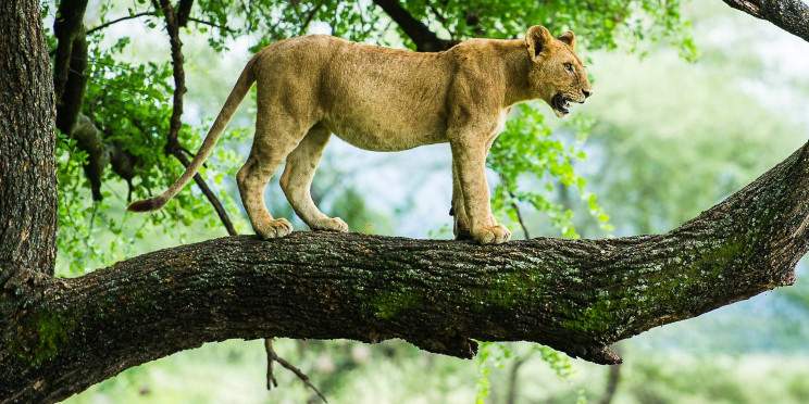 3-Day Luxury Private Safari Serengeti & Ngorongoro
