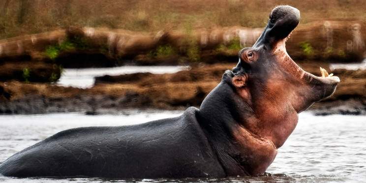 3-Day Katavi National Park Safari-from Dar Es Salaam