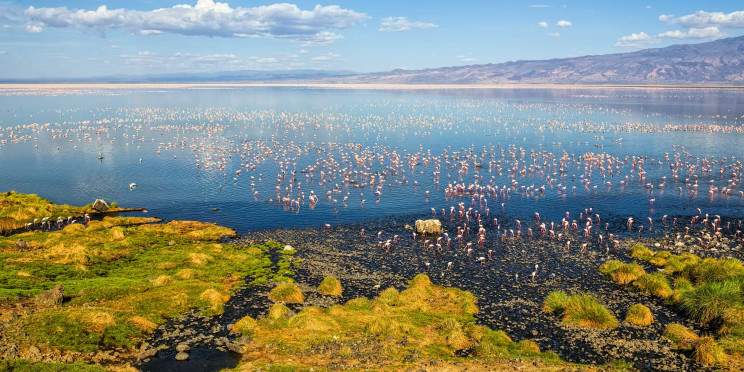 7-Day Tarangire, Manyara, Natron, Crater and Serengeti