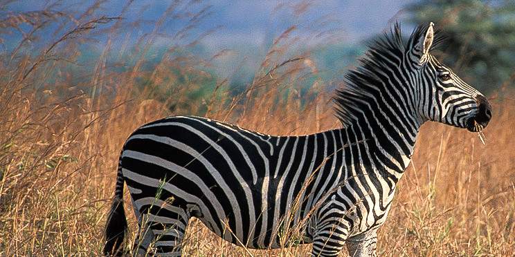 10-Day Budget Safari to Lake Victoria and Kilimanjaro