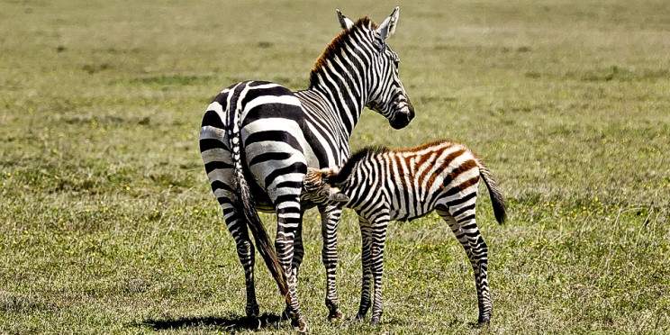4-Day Arusha NP, Tarangire, Ngorongoro & Manyara Safari