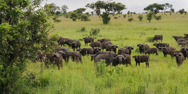 6-Day Ndutu Migration December to April