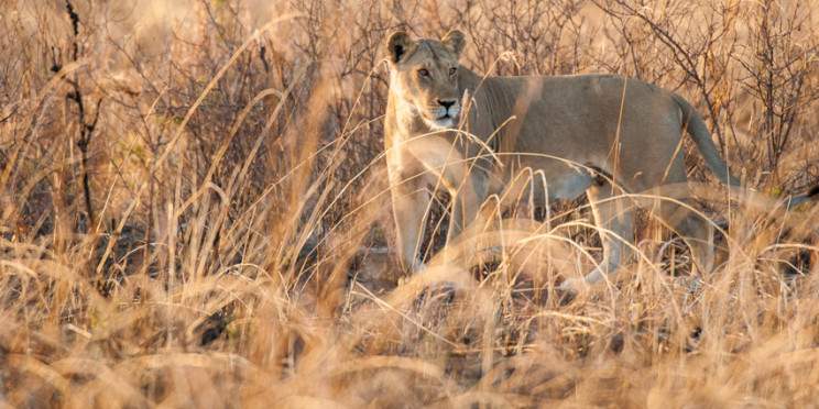 3-Day Safari Visit Lake Manyara and Ngorongoro