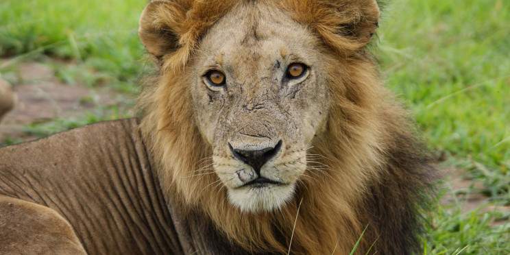4-Day Ndutu Calving Season Safari