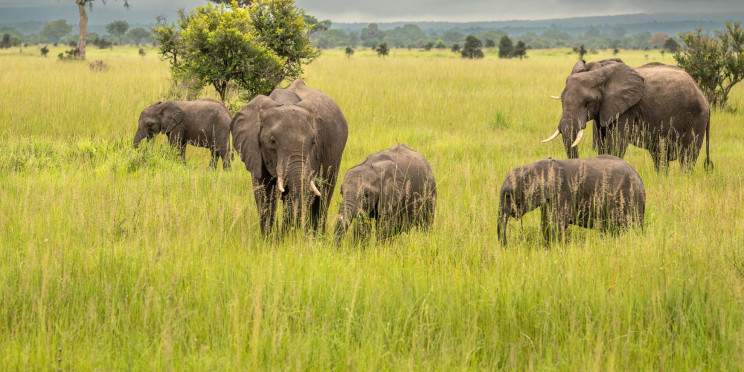 6-Day Big 5 Safari to Tarangire Serengeti and Ngorongoro