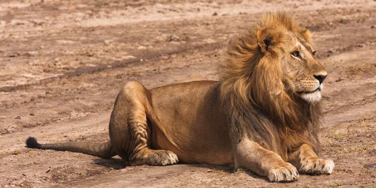 3-Day Luxury Fly in, Fly out Safari