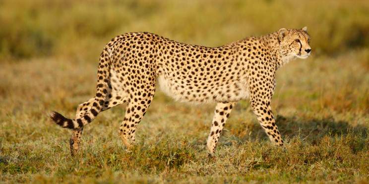 8-Day Mara River Wildebeest Migration
