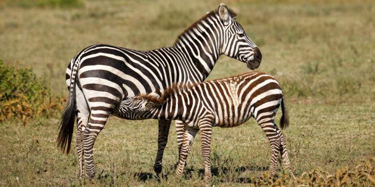 8-Day Tanzania Cultural & Safari Experience