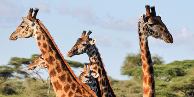 4-Day Budget Trip to Tarangire, Serengeti & Ngorongoro