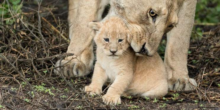 5-Day Tarangire, Serengeti, Ngorongoro & Manyara Tour