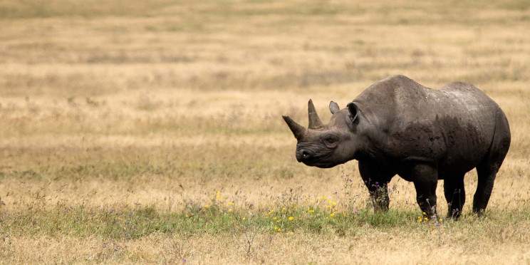 1-Day Private Ngorongoro Safari