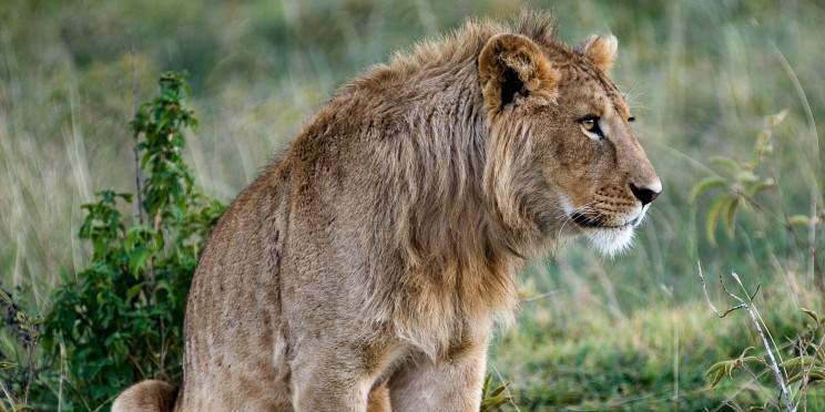 2-Day Holiday Offer from Zanzibar- Tarangire and Crater