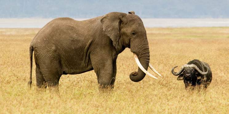 6-Day Mid-Luxury Private Wildlife Safari & Walking Tour