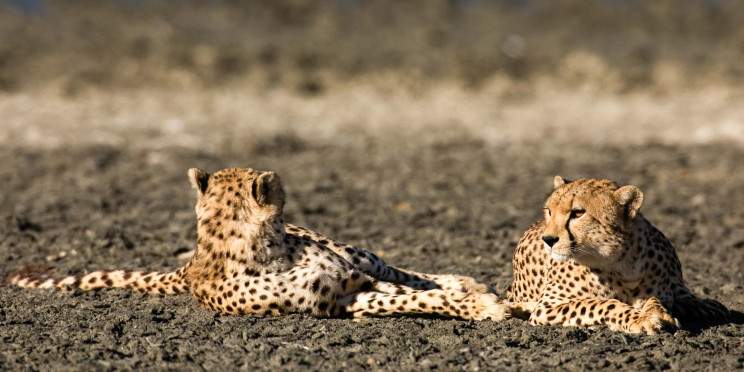 4-Day Fly in Safari to Northern Serengeti