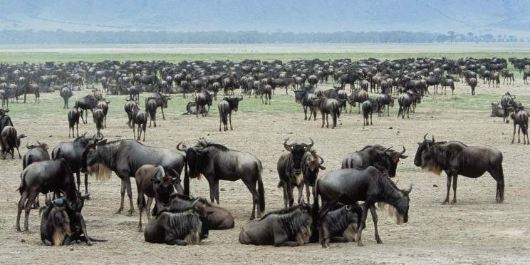 4-Day Wild Adventure in Tarangire, Serengeti, Ngorongoro